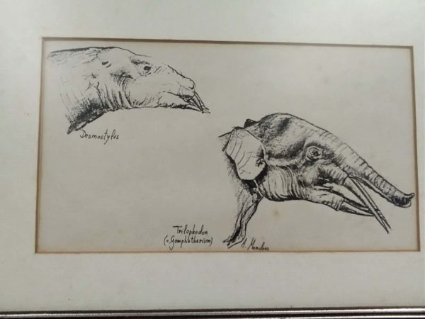 lot 147 pair of vintage animal etchings - Image 2