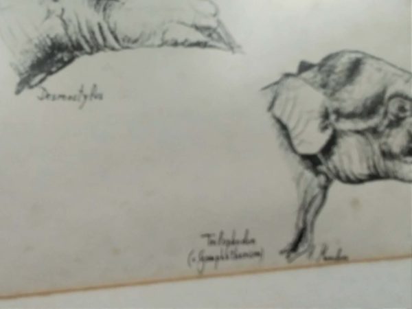 lot 147 pair of vintage animal etchings - Image 5