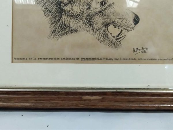 lot 147 pair of vintage animal etchings - Image 4