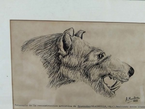 lot 147 pair of vintage animal etchings - Image 3