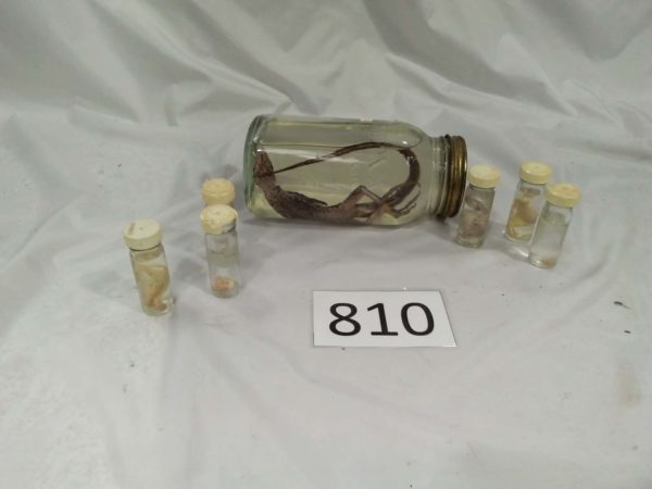 lot 810 various animal specimens in jars