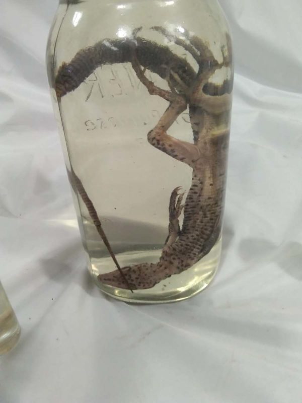 lot 810 various animal specimens in jars - Image 3