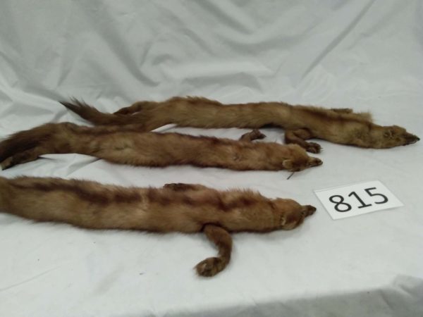 lot 815 3  vintage fur stoles - Image 2