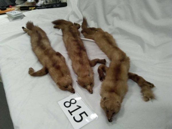 lot 815 3  vintage fur stoles - Image 3