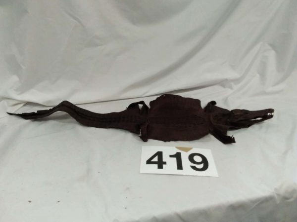 lot 419 crocodile kelp / skin