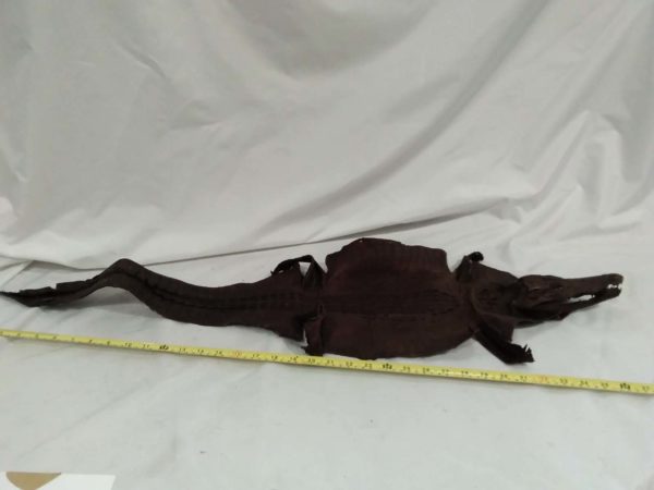 lot 419 crocodile kelp / skin - Image 4