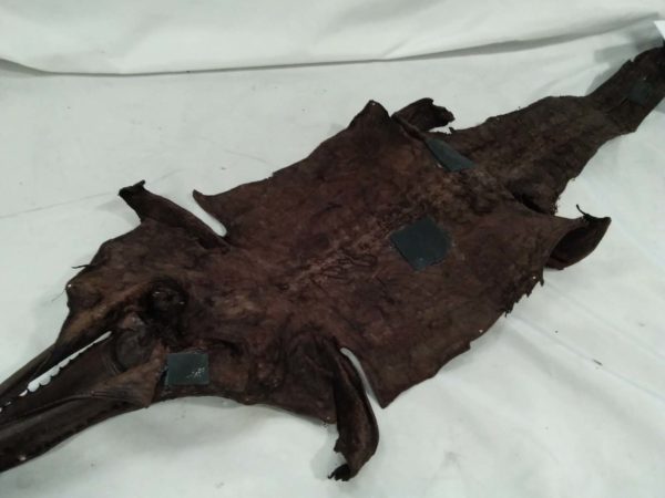 lot 419 crocodile kelp / skin - Image 3