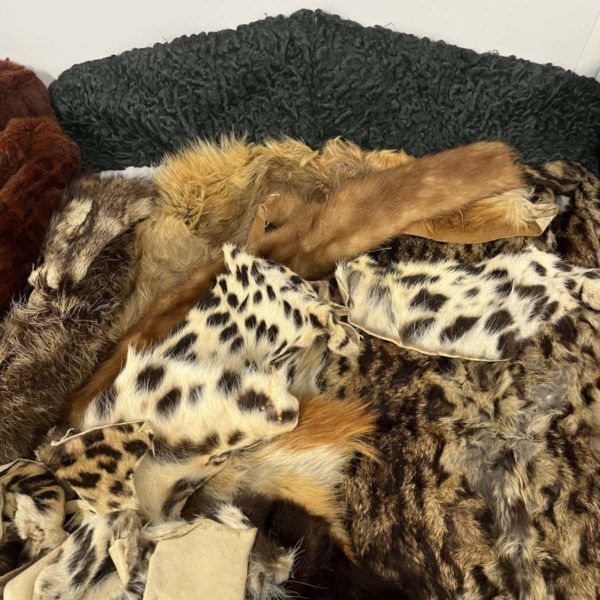 Lot 1085 – Variety Of Fur Skins Including Taxidermy Animal (Fforestfach collection) - Image 4