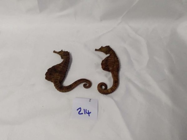 lot 214 antique pair of genuine sea horse skeletons - Image 2