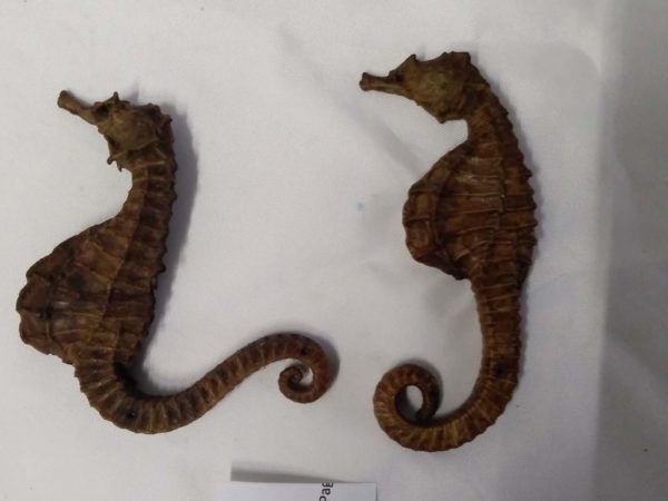 lot 214 antique pair of genuine sea horse skeletons - Image 6