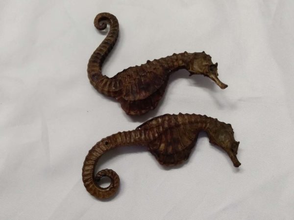 lot 214 antique pair of genuine sea horse skeletons