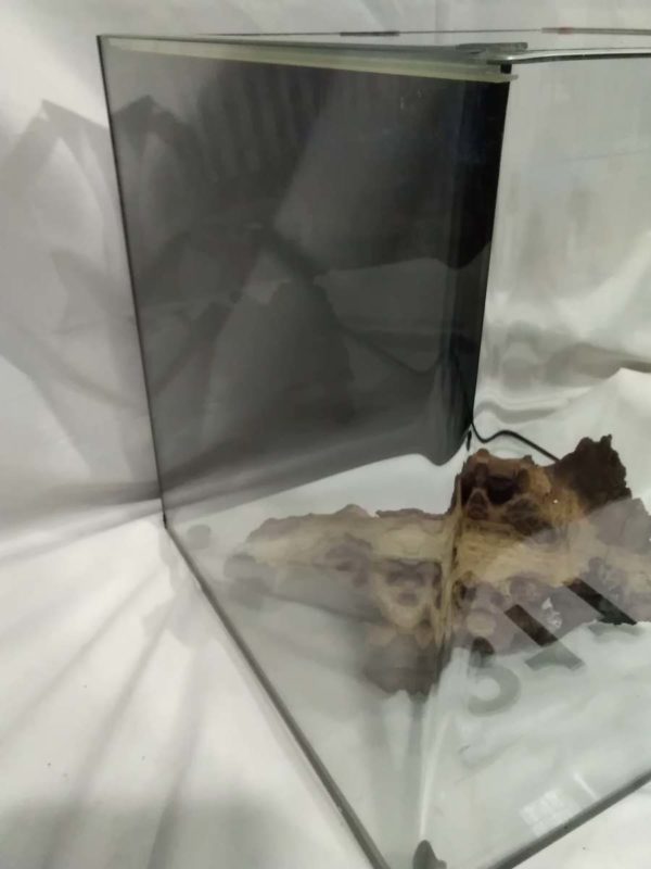 lot 311 glass aquarium 16″ x 16″x 16″ - Image 5