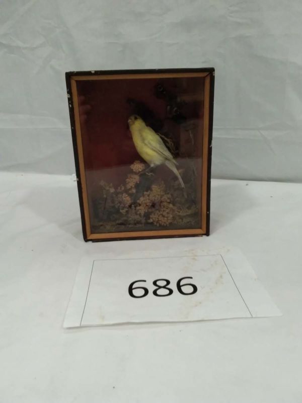 lot 686 Antique cased taxidermy Canary