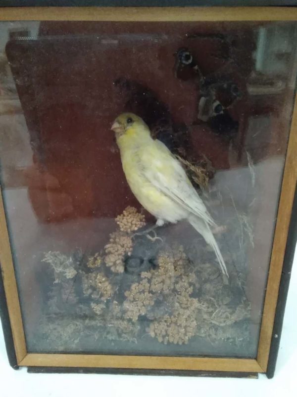 lot 686 Antique cased taxidermy Canary - Image 2