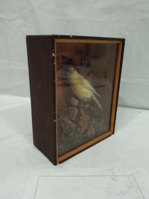 lot 686 Antique cased taxidermy Canary - Image 5