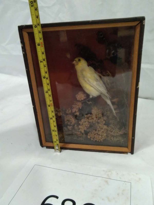 lot 686 Antique cased taxidermy Canary - Image 4