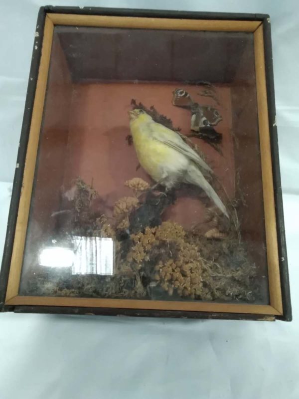 lot 686 Antique cased taxidermy Canary - Image 3